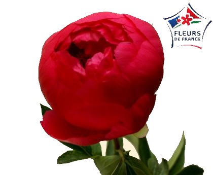 PIVOINE CYTHEREA 60 FDF $$$